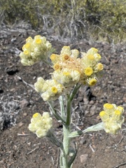 Pseudognaphalium sandwicensium