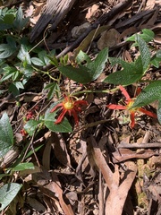 Passiflora cinnabarina