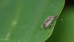 Eurystylus coelestialium