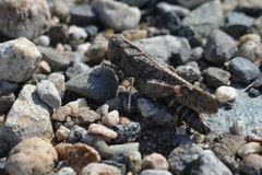 Arphia pseudonietana