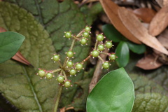 Ardisia primulifolia
