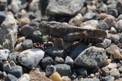 Arphia pseudonietana