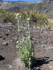 Pseudognaphalium sandwicensium