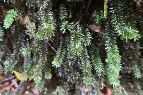 Pogonatum cirratum observed 2018-08-03