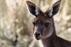 Macropus fuliginosus