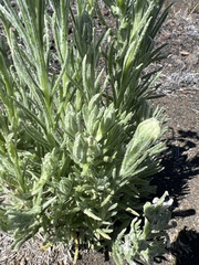 Pseudognaphalium sandwicensium