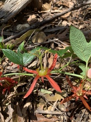 Passiflora cinnabarina