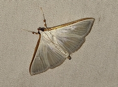 Diaphania costata