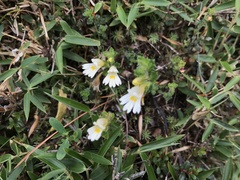 Euphrasia transmorrisonensis