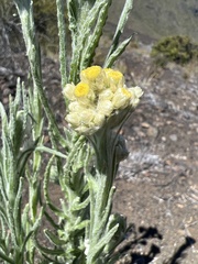 Pseudognaphalium sandwicensium