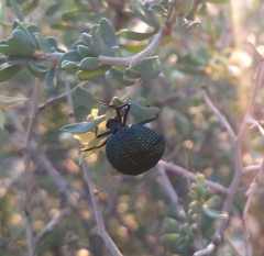 Cysteodemus wislizeni