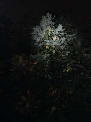 Liriodendron × sinoamericanum