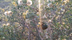 Cysteodemus wislizeni