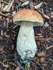 Boletus chippewaensis
