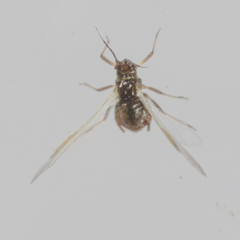Eriosomatinae