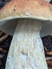 Boletus chippewaensis