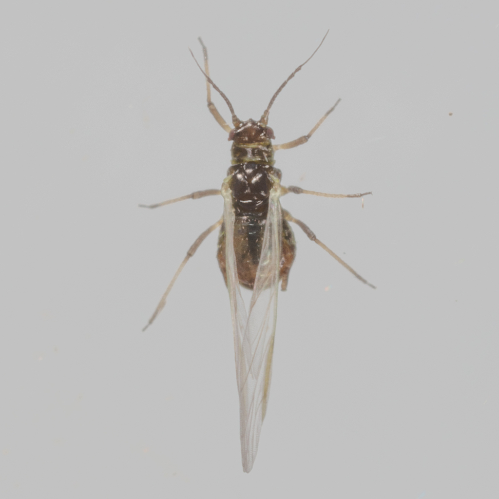 rice root aphid