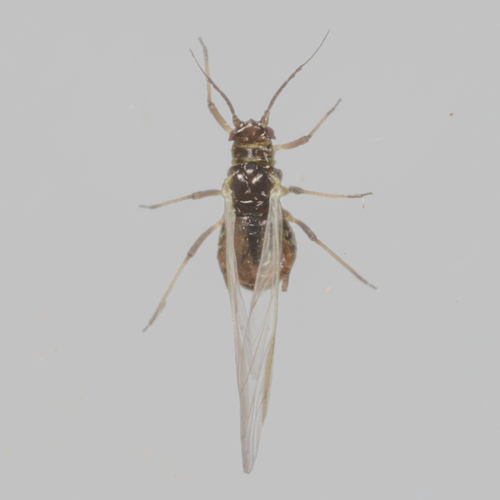 rice root aphid