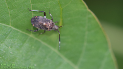 Eurystylus coelestialium