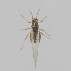 Eriosomatinae