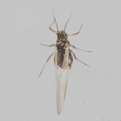 Eriosomatinae