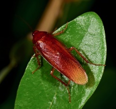 Ischnoptera
