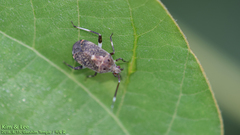 Eurystylus coelestialium