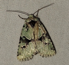 Lacinipolia implicata
