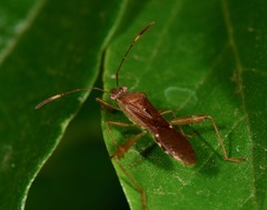 Burtinus notatipennis