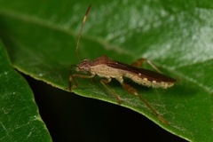 Burtinus notatipennis