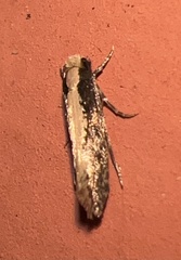 Monopis crocicapitella