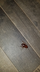 Periplaneta americana