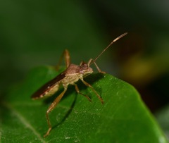 Burtinus notatipennis