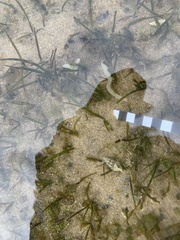 Halophila ovalis