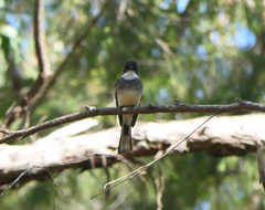 Rhipidura rufiventris isura