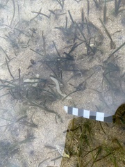 Halophila ovalis