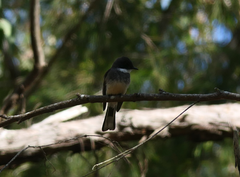 Rhipidura rufiventris isura