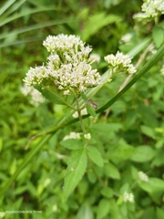 Eupatorium formosanum