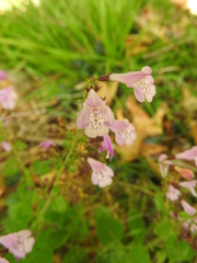 Clinopodium grandiflorum
