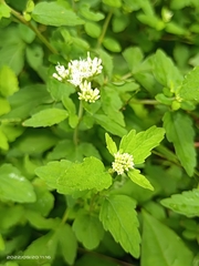 Eupatorium formosanum