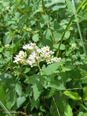 Eupatorium formosanum