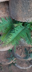 Blechnum camfieldii