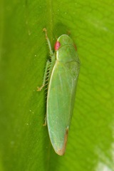 Gyponini