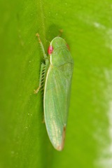 Gyponini