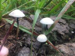 Panaeolus cyanescens