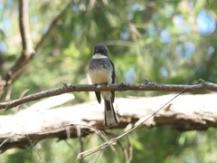 Rhipidura rufiventris isura