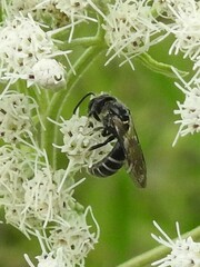 Lasioglossum