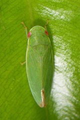 Gyponini