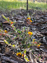 Bossiaea eriocarpa