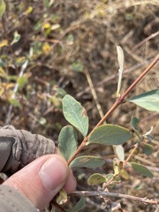 Symphoricarpos rotundifolius